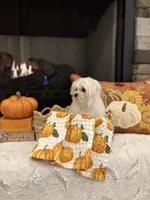AUTUMN- AKC, a female Maltese for sale in Easley, SC – 7 of 9