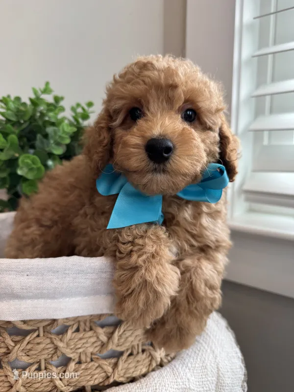 MILO- AKC – Poodle - Toy  puppy for sale in Easley, SC