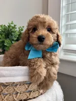 MILO- AKC, a male Poodle - Toy  for sale in Easley, SC – 1 of 5