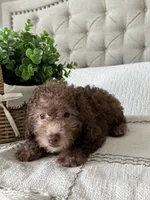 MOOSE, a male Poodle - Toy  for sale in Easley, SC – 2 of 8
