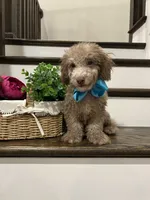 MOOSE, a male Poodle - Toy  for sale in Easley, SC – 3 of 5