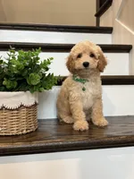 FINN, a male Cockapoo for sale in Easley, SC – 1 of 6