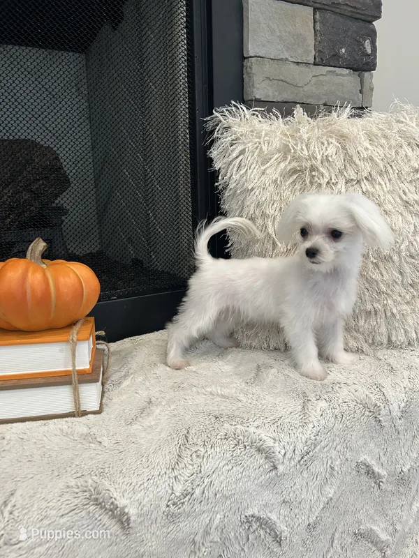 EMBER- AKC – Maltese puppy for sale in Easley, SC