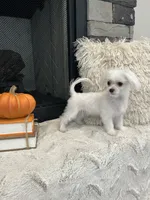 EMBER- AKC, a female Maltese for sale in Easley, SC – 1 of 5