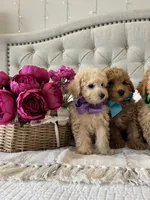 MAYA- AKC, a female Poodle - Toy  for sale in Easley, SC – 4 of 4