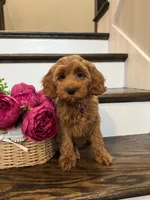 GINGER, a female Cockapoo for sale in Easley, SC – 4 of 8