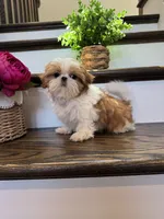 COCO, a female Shih Tzu for sale in Easley, SC – 7 of 8