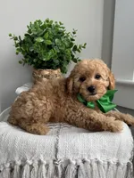 MARLO- AKC, a male Poodle - Toy  for sale in Easley, SC – 5 of 6