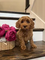 GINGER, a female Cockapoo for sale in Easley, SC – 6 of 8