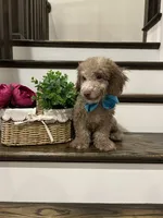 MOOSE, a male Poodle - Toy  for sale in Easley, SC – 4 of 5