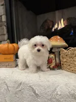Oakley, a male Maltese for sale in Easley, SC – 5 of 7