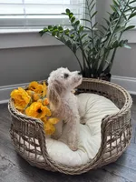 MAYA- AKC, a female Poodle - Miniature  for sale in Easley, SC – 4 of 4