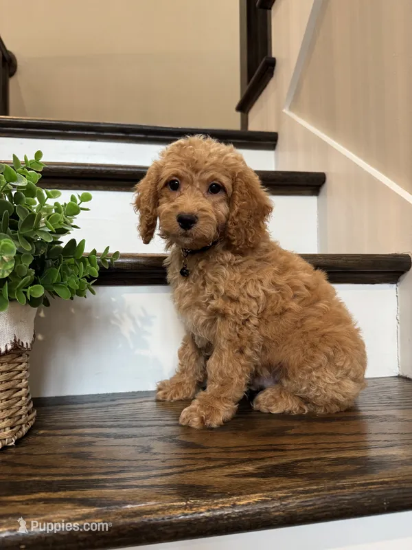 COOPER – Cockapoo puppy for sale in Easley, SC