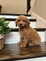 COOPER, a male Cockapoo for sale in Easley, SC – 1 of 6