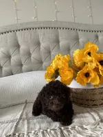 ELK, a male Poodle - Toy  for sale in Easley, SC – 7 of 9