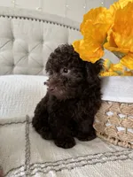 ELK, a male Poodle - Toy  for sale in Easley, SC – 3 of 9