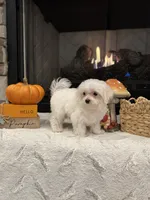 Oakley, a male Maltese for sale in Easley, SC – 6 of 7