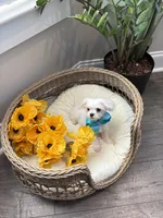 HARVEY- AKC, a male Maltese for sale in Easley, SC – 2 of 10