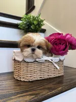 CHANEL, a female Shih Tzu for sale in Easley, SC – 7 of 10