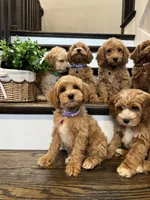 RUBY, a female Cockapoo for sale in Easley, SC – 3 of 5