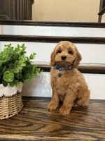 CHESTER, a male Cockapoo for sale in Easley, SC – 5 of 6