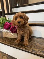 GINGER, a female Cockapoo for sale in Easley, SC – 5 of 8