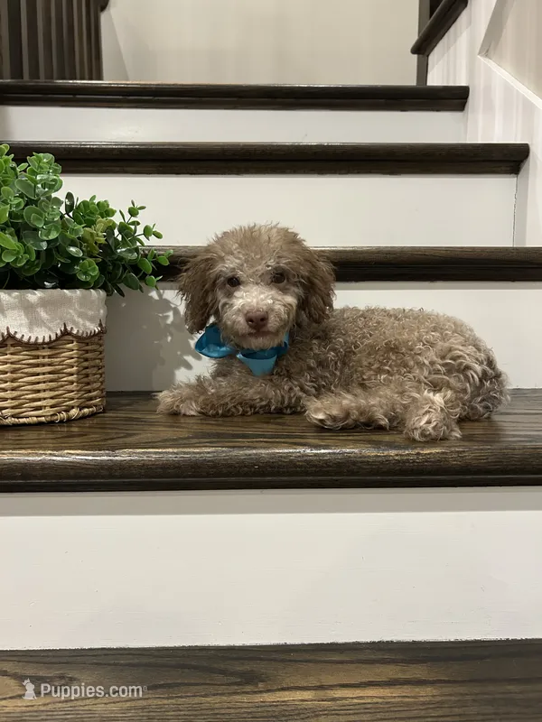 MOOSE – Poodle - Toy  puppy for sale in Easley, SC