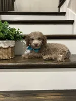 MOOSE, a male Poodle - Toy  for sale in Easley, SC – 1 of 5