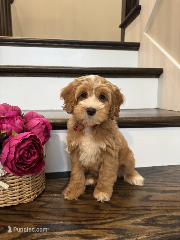 COCO – Cockapoo puppy for sale in Easley, SC
