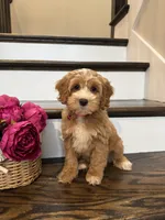 COCO, a female Cockapoo for sale in Easley, SC – 1 of 5