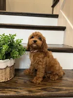 RANGER, a male Cockapoo for sale in Easley, SC – 7 of 7