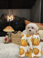 Oakley, a male Maltese for sale in Easley, SC – 7 of 7