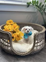 HARVEY- AKC, a male Maltese for sale in Easley, SC – 5 of 10