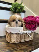 CHANEL, a female Shih Tzu for sale in Easley, SC – 8 of 10