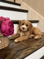 COCO, a female Cockapoo for sale in Easley, SC – 4 of 5