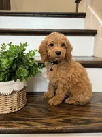 COOPER, a male Cockapoo for sale in Easley, SC – 5 of 6