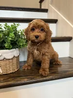 RANGER, a male Cockapoo for sale in Easley, SC – 3 of 7