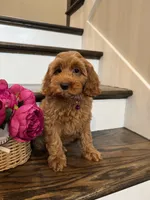 GINGER, a female Cockapoo for sale in Easley, SC – 3 of 8