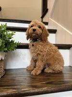 COOPER, a male Cockapoo for sale in Easley, SC – 3 of 6