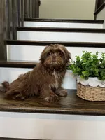 SPARKY, a male Shih Tzu for sale in Easley, SC – 2 of 5