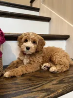 COCO, a female Cockapoo for sale in Easley, SC – 2 of 5