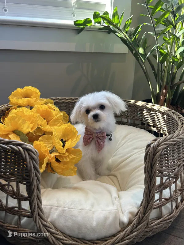 IVY- AKC – Maltese puppy for sale in Easley, SC