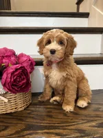 COCO, a female Cockapoo for sale in Easley, SC – 3 of 5