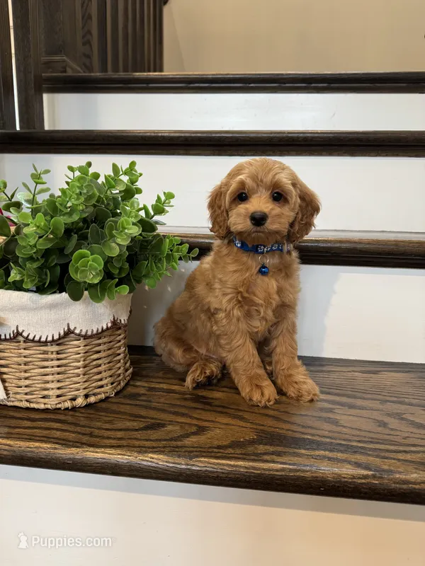 CHESTER – Cockapoo puppy for sale in Easley, SC