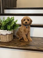 CHESTER, a male Cockapoo for sale in Easley, SC – 1 of 6