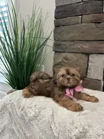 POPPY, a female Shih Tzu for sale in Easley, SC – Photo 3 of 9