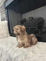 POPPY, a female Shih Tzu for sale in Easley, SC – Photo 7 of 9