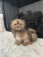 POPPY, a female Shih Tzu for sale in Easley, SC – Photo 6 of 9