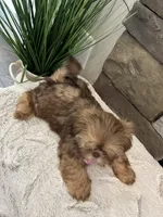 POPPY, a female Shih Tzu for sale in Easley, SC – Photo 9 of 9