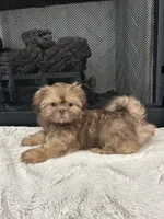 POPPY, a female Shih Tzu for sale in Easley, SC – Photo 8 of 9